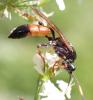 Ichneumon suspiciosus